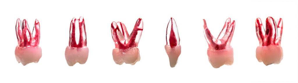 Dientes de replica para endodoncia